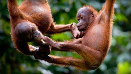 Sarawak Orangutan Sanctuary