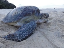 Pulau Satang Turtle Sanctuary, Sarawak Beach